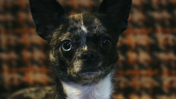 Placeholder video thumbnail